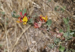 Acmispon decumbens decumbens