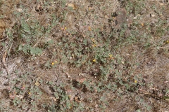 Acmispon decumbens decumbens