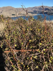 Muehlenbeckia complexa