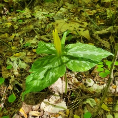 Trillium luteum