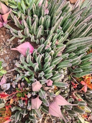 Stapelia leendertziae