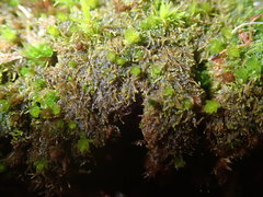 Cephaloziella