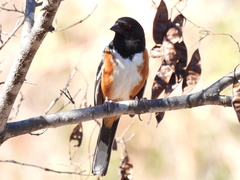 Pipilo maculatus magnirostris
