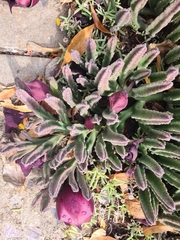 Stapelia leendertziae