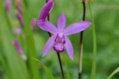 Bletilla