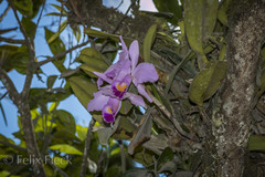 Cattleya trianae