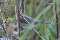 Phylloscopus trochilus