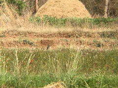 Cacomantis passerinus