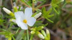 Leptosiphon floribundus glaber