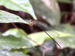 Pericnemis stictica