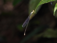 Pericnemis stictica