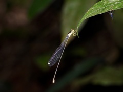 Pericnemis stictica