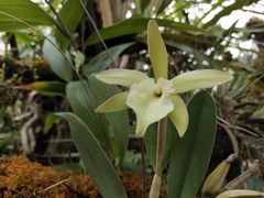 Rhyncholaelia glauca