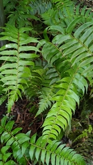 Polystichum lepidocaulon