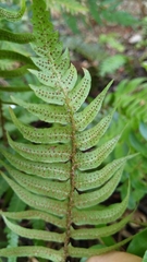 Polystichum lepidocaulon