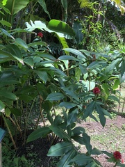 Costus barbatus