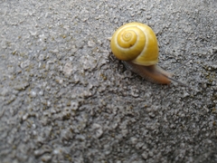 Cepaea hortensis