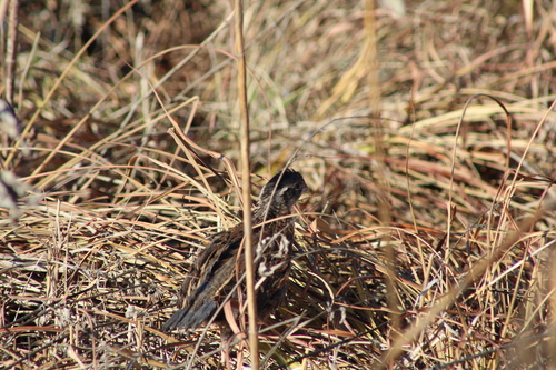 Colinus virginianus
