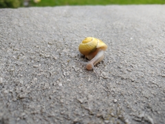 Cepaea hortensis