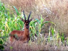 Gazella bennettii