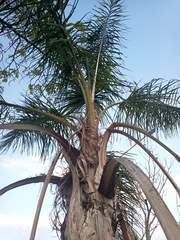Syagrus romanzoffiana