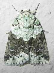 Blenina squamifera