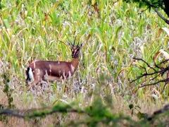 Gazella bennettii
