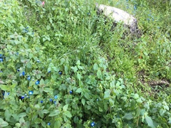 Nemophila menziesii