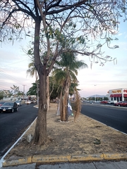 Tabebuia rosea
