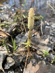 Equisetum sylvaticum