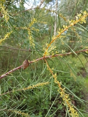 Hakea nodosa