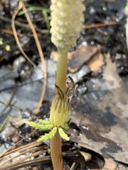 Equisetum sylvaticum