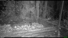 Didelphis pernigra