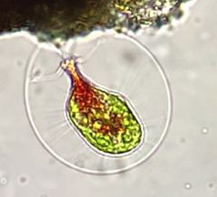 Haematococcus