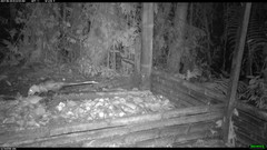 Didelphis pernigra