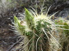 Echinocereus ledingii