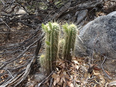 Echinocereus ledingii