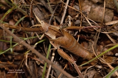 Lobosceliana