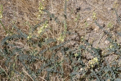Astragalus douglasii parishii