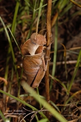 Lobosceliana