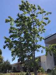Ginkgoopsida