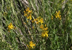 Hypericum scouleri