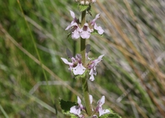Stachys stebbinsii