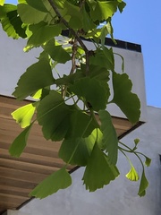 Ginkgoopsida