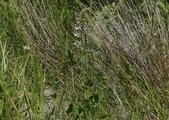 Stachys stebbinsii