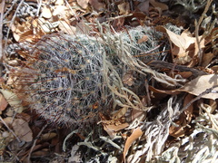 Mammillaria barbata