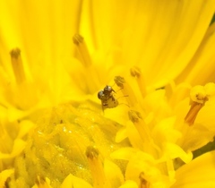 Mythicomyiidae