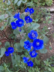 Linum perenne