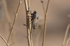 Diceroprocta eugraphica