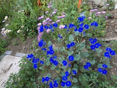 Linum perenne